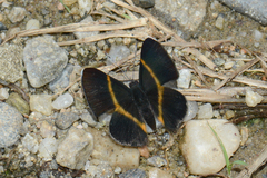 Parcella amarynthina