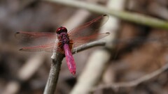 Trithemis aurora