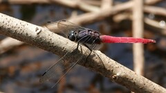 Orthetrum pruinosum