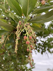 Arbutus × andrachnoides