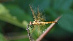 Trithemis aurora