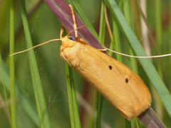 Arctiinae