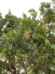 Arbutus × andrachnoides