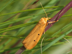 Arctiinae