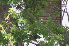 Amazona ventralis