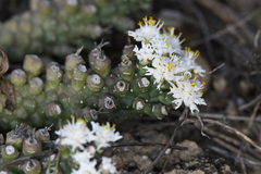 Euphorbia inermis