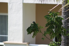 Amazona ventralis