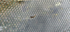 Poecilia reticulata
