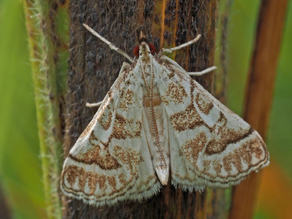 Metasia eremialis