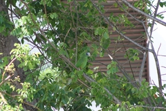 Amazona ventralis