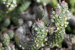 Euphorbia inermis