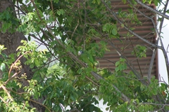 Amazona ventralis