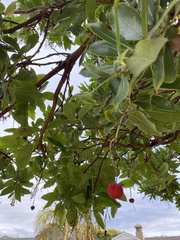 Arbutus × andrachnoides