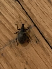 Otiorhynchus vehemens