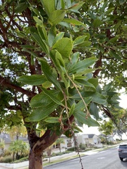 Arbutus × andrachnoides