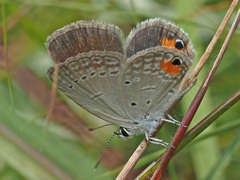 Eicochrysops messapus messapus