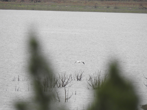 American White Pelican photographed in New Mexico