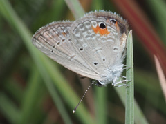 Eicochrysops messapus messapus