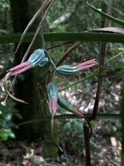 Billbergia distachia