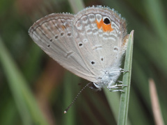 Eicochrysops messapus messapus