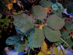 Rubus bifrons