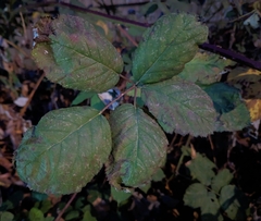 Rubus bifrons