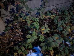 Rubus bifrons