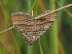 Mimoclystia pudicata