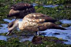 Lophonetta specularioides