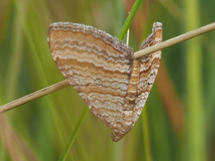 Mimoclystia pudicata