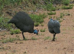 Numida meleagris mitratus