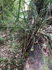 Billbergia distachia