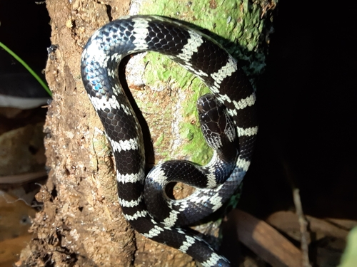 Photo of a Travancore Wolf Snake (Lycodon travancoricus)