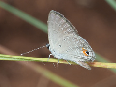 Eicochrysops messapus messapus