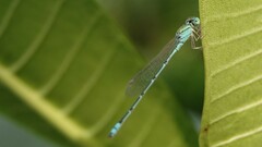 Pseudagrion decorum
