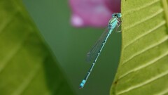 Pseudagrion decorum