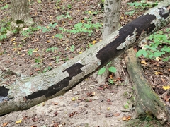 Diatrype stigma