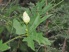 Coccinia sessilifolia sessilifolia