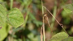 Neurothemis intermedia