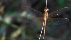 Neurothemis intermedia