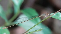 Aciagrion pallidum