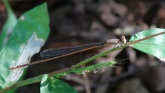Aciagrion pallidum