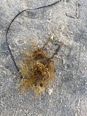 Sargassum palmeri