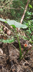 Colocasia