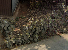 Clerodendrum infortunatum