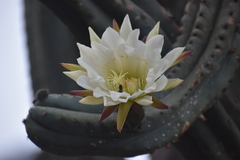 Trichocereus macrogonus