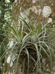 Tillandsia stricta