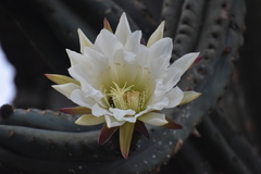 Trichocereus macrogonus