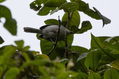 Apalis cinerea