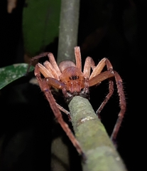 Thelcticopis kirankhalapi